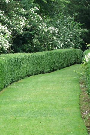 Garden Maintenance Lavers Hill, Lawn Mowing Wongarra, Lawn Mowing Services Apollo Bay, Gardening Marengo
